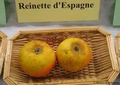 Reinette d'Espagne