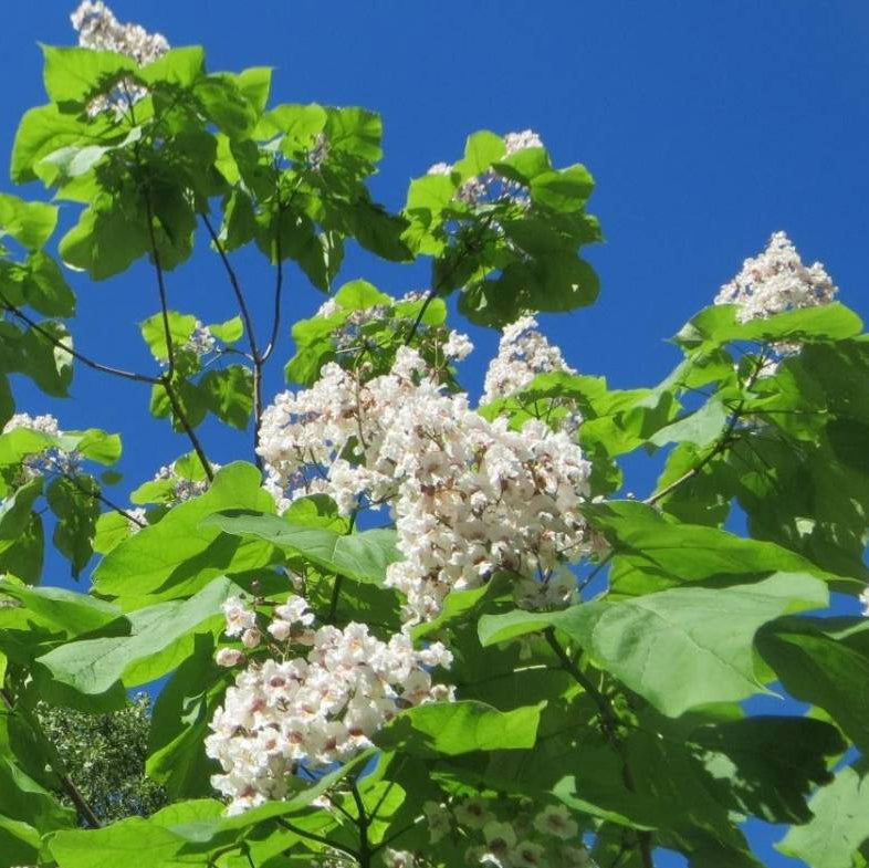 Catalpa commun