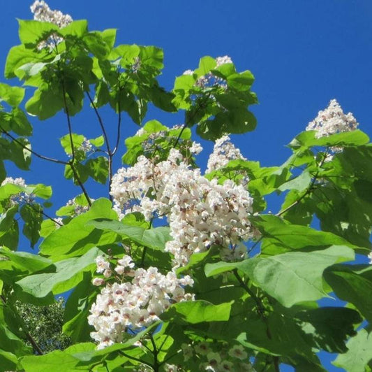 Catalpa commun