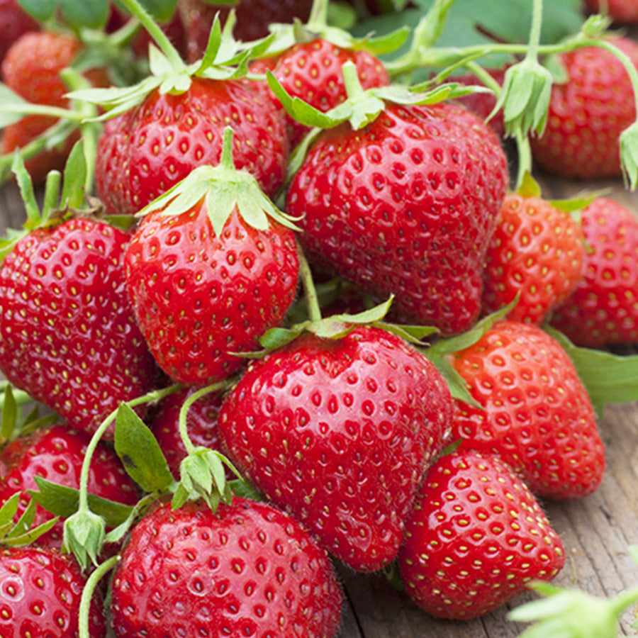 Fraisiers "Mara des Bois"