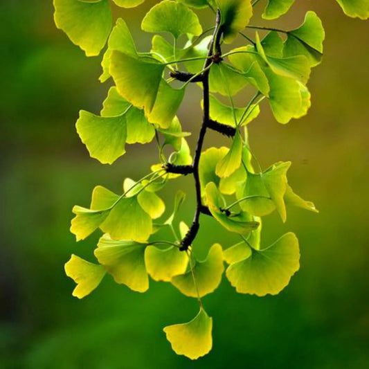 Gynkgo biloba