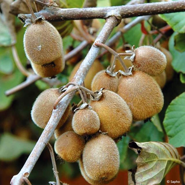 Kiwi Solissimo (autofertile)