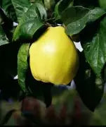 Aromatnaya