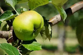 Bramley