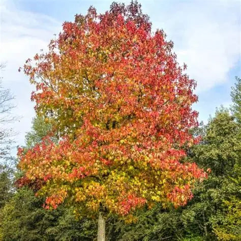 Copalme d'Amérique (Liquidambar)