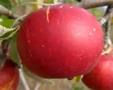 Cox Rouge des Flandres