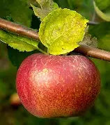 Double bon pommier