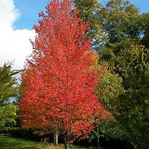 Erable rouge d'Amérique