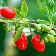 Big Lifeberry