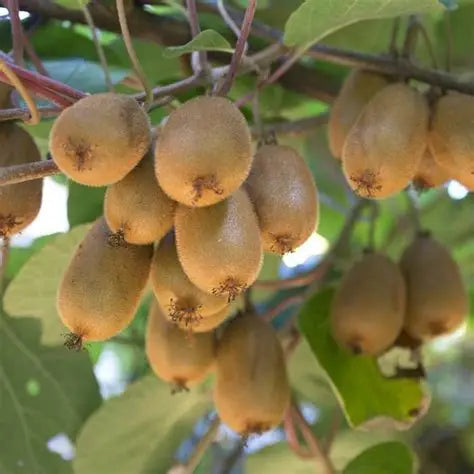Kiwi femelle Hayward