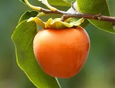 Kaki (variété astringente)