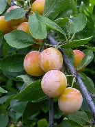 Mirabelle