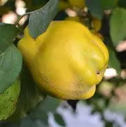 Monstrueux de Vranja