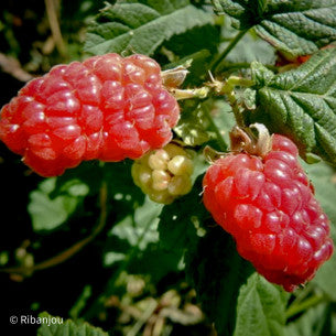 Hybride mûre-framboise Buckingham
