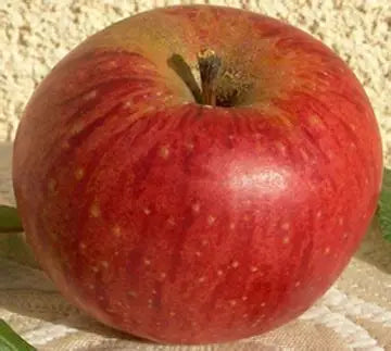Orange d'Ussel