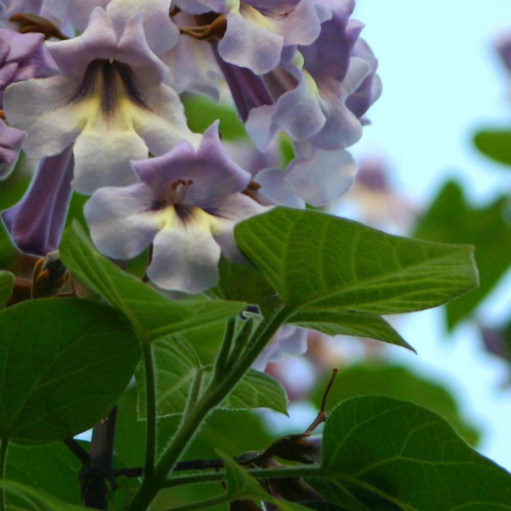 Paulownia Tomentosa