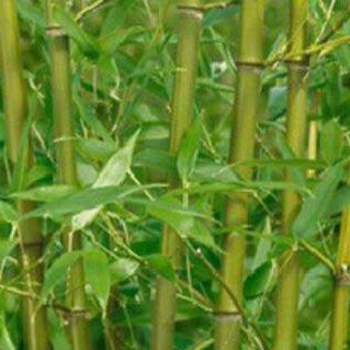 Phyllostachis bissetii