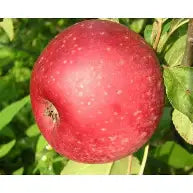 Reinette Rouge de la Creuse