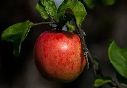 Rouge d'Automne
