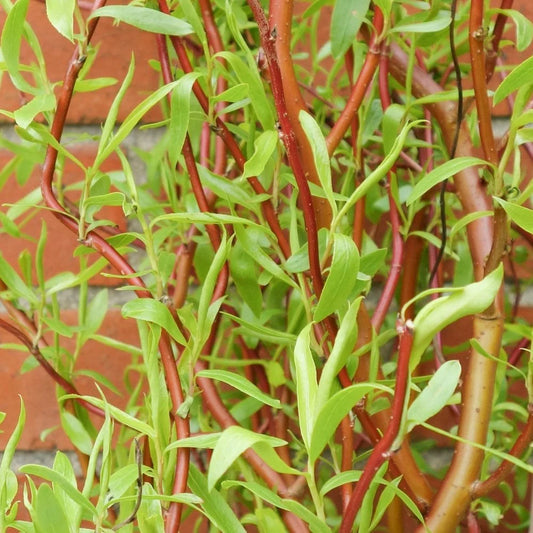Saule tortueux "erythroflexuosa"