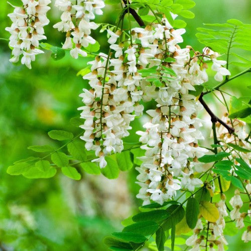 Sophora du Japon