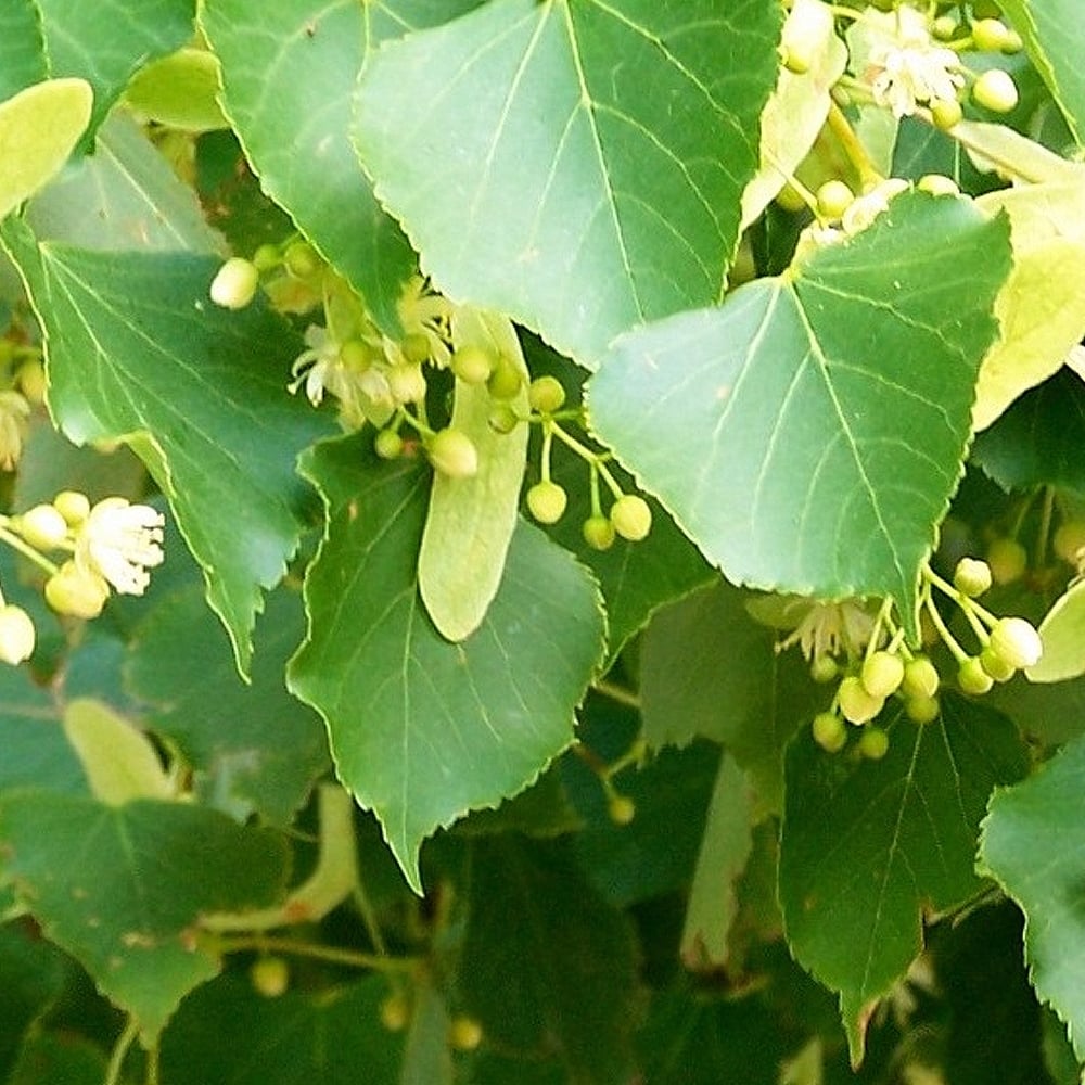 Tilleul à petites feuilles